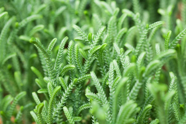 Hoja verde en la selva tropical — Foto de Stock