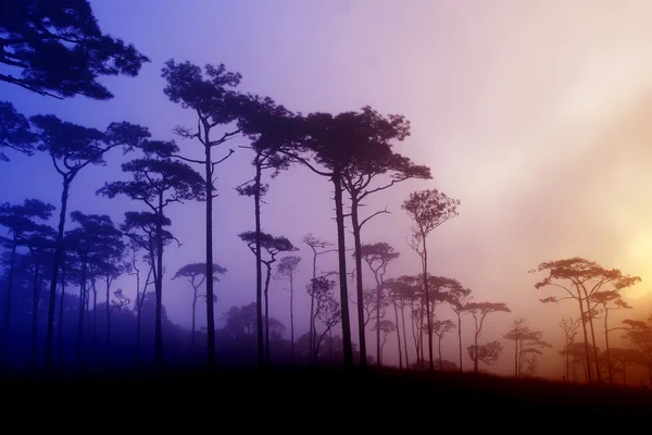 Pine forest in Thailand — Stock Photo, Image