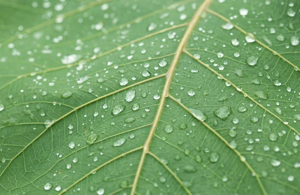 Fresh water drops on green leaf — Stock Photo, Image