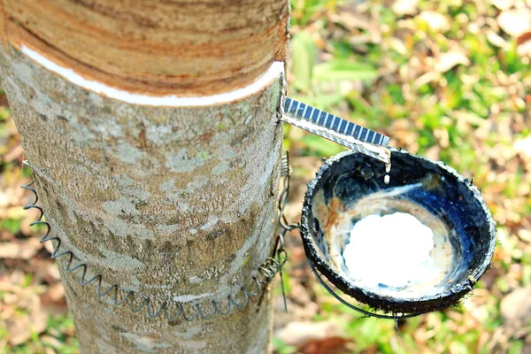 Árbol de goma — Foto de Stock