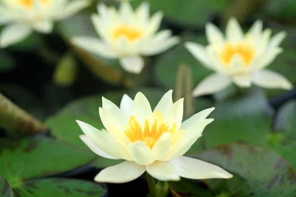 Yellow lotus blooming in the pond — Stock Photo, Image