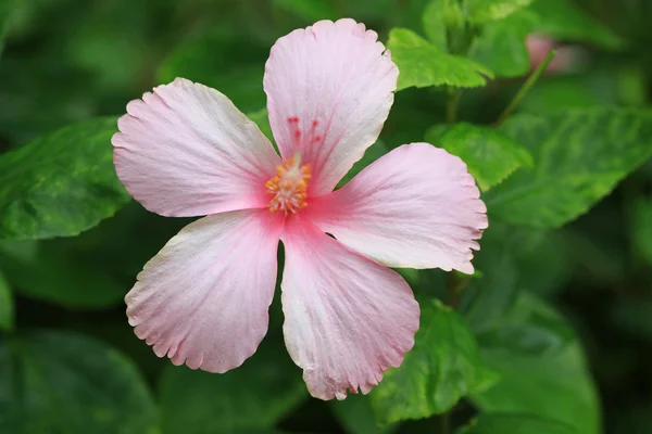 Рожевий гібікус цвіте — стокове фото