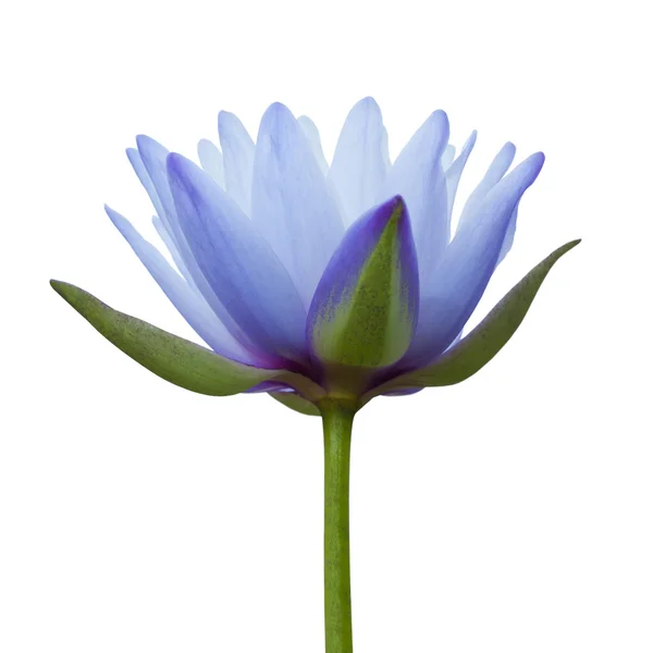 Blauwe lotus — Stockfoto