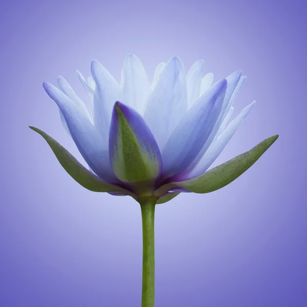 蓝莲å lotus — Stockfoto