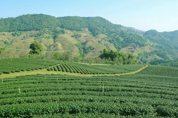 Plantaciones de té del norte de Tailandia —  Fotos de Stock