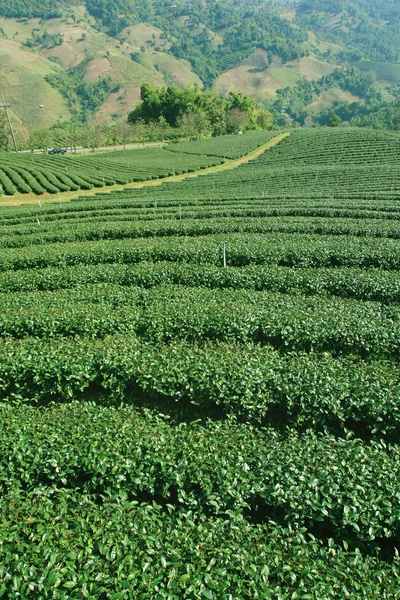 Kuzey Tayland çay tarlaları — Stok fotoğraf