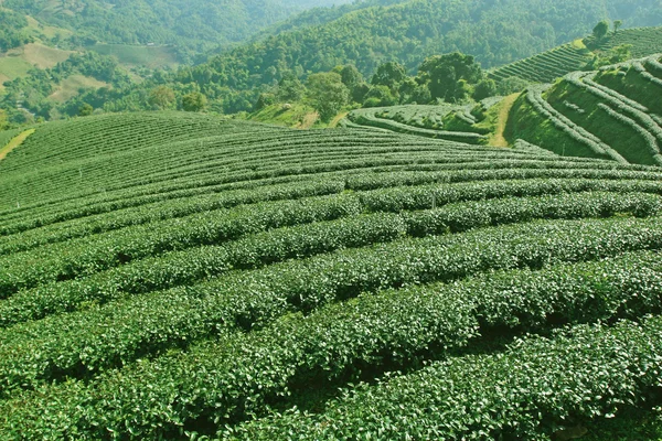 Tea plantations of northern Thailand — Stock Photo, Image