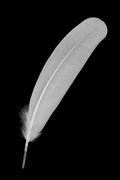白い羽の黒の分離 — ストック写真