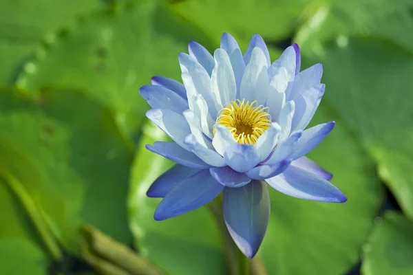 Modrý lotos na rybníku — Stock fotografie