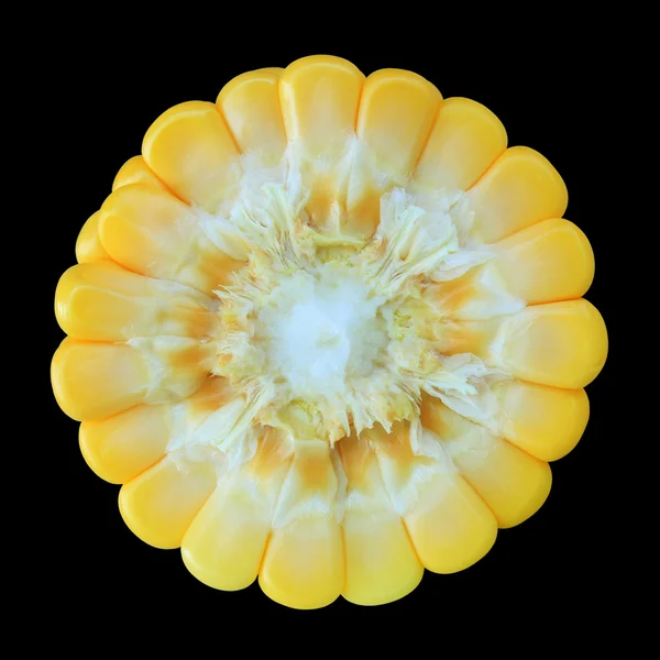 玉米穗 — 图库照片
