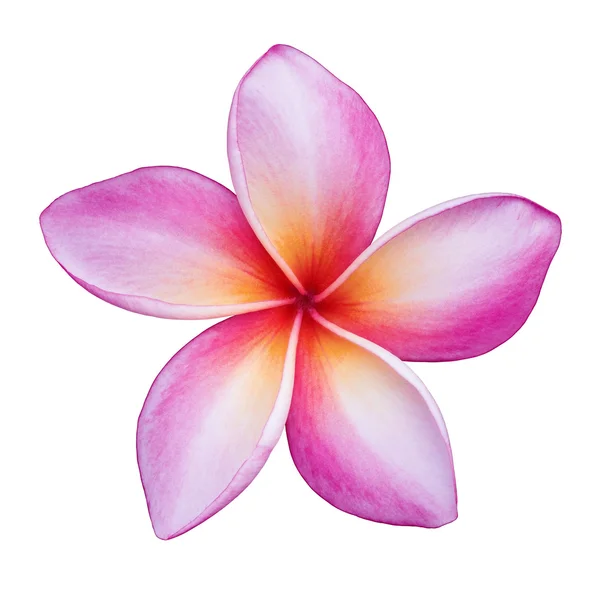 Fiore di Frangipani — Foto Stock