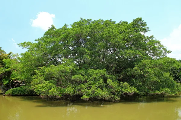 水の上のツリー — ストック写真