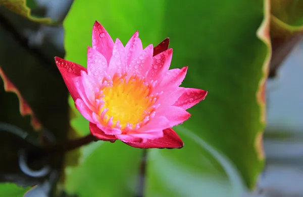 Flor de lótus rosa — Fotografia de Stock