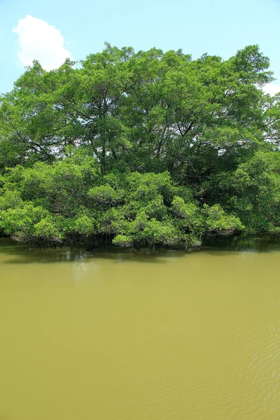 Tree on water — Stock Photo, Image