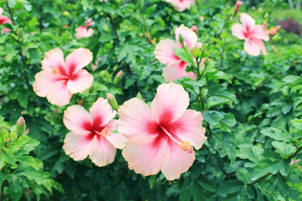 Flores de hibisco rosa — Fotografia de Stock