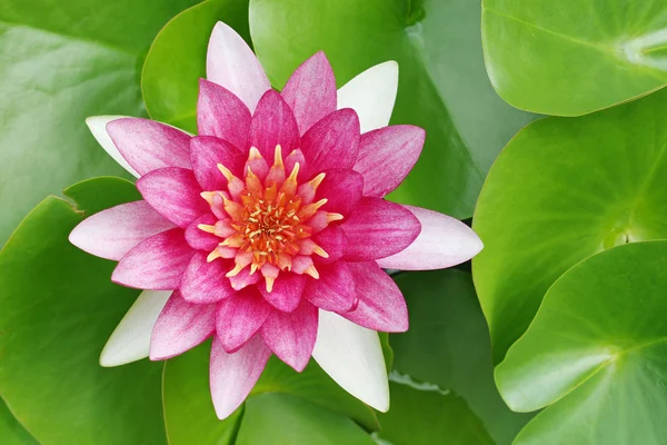 Kırmızı lotus — Stok fotoğraf