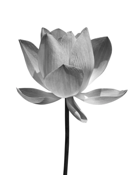 beyaz izole lotus