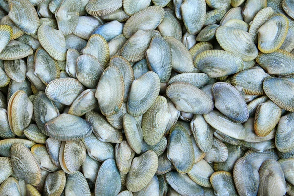 Close-up of baby clams — Stock Photo, Image