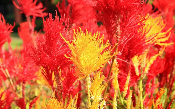 Cockscomb λουλούδι στον κήπο — Φωτογραφία Αρχείου