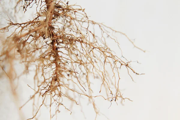 Árbol de raíces —  Fotos de Stock