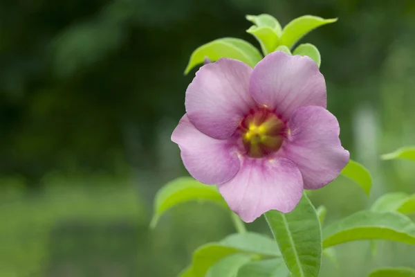 Allamanda blomma — Stockfoto