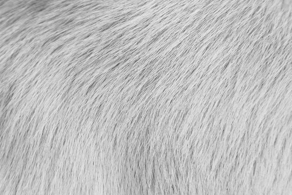 Dog fur