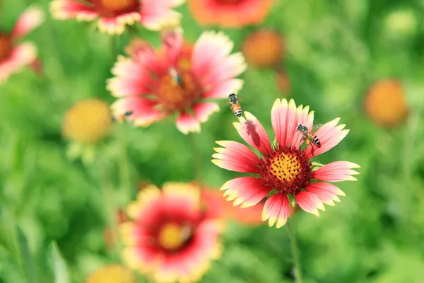 Slunečné jarní květiny a včely — Stock fotografie