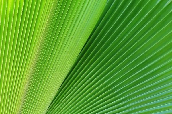 Imagem abstrata das folhas de palma verde na natureza — Fotografia de Stock