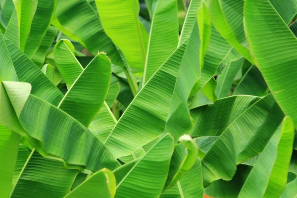 Green fresh banana leaf background — Stock Photo, Image