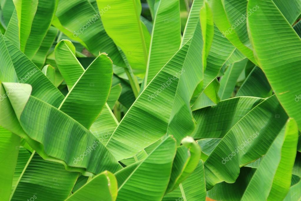 Green fresh banana leaf background Stock Photo by ©foto76 47303281