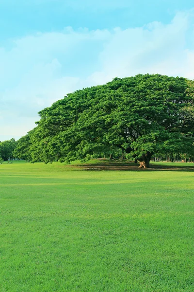 Green tree in tropical garden — Stock Photo, Image