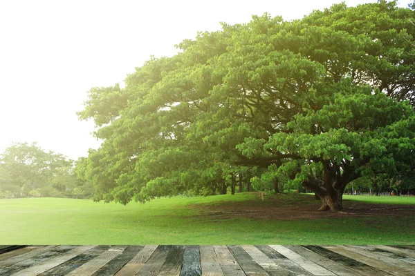 Tropische tuin boven een houten vloer — Stockfoto