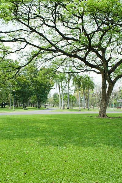 Gröna träd i tropiska trädgård — Stockfoto