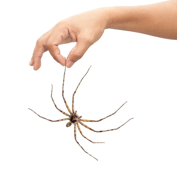 Homme adulte main tenant araignée — Photo