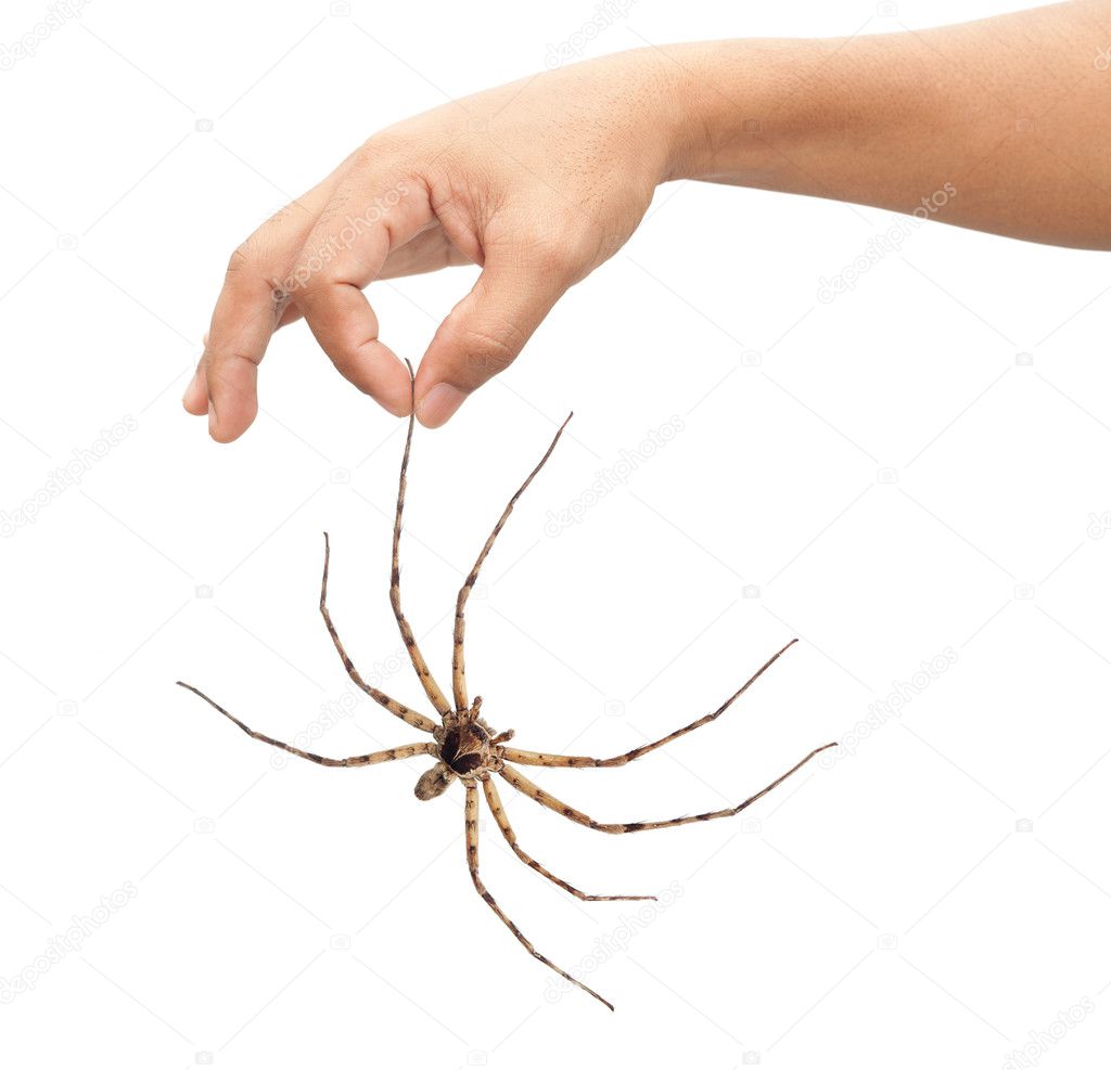 Adult man hand holding spider