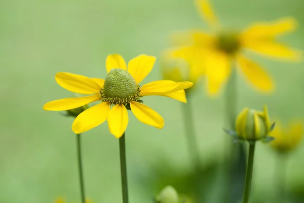Mooie gele bloemen — Stockfoto