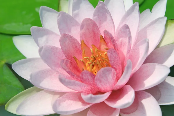 Roze lotus — Stockfoto