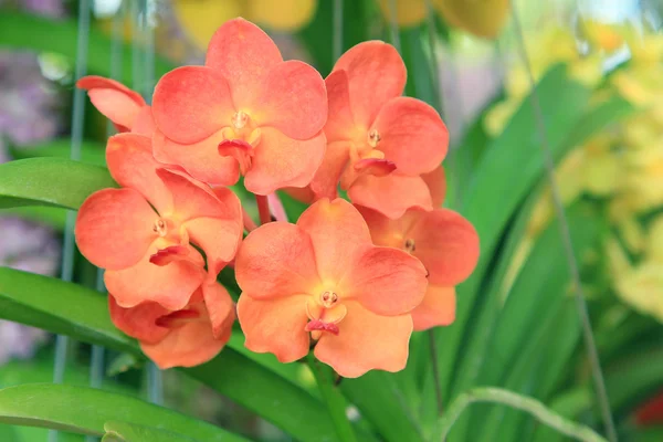 Oranžový orchidej — Stock fotografie