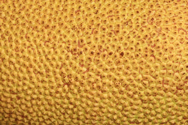 Texture of jackfruit — Stock Photo, Image