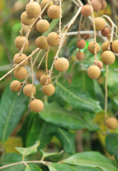 Longan fruit growing on tree — Stock Photo, Image