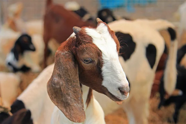 Маленькие козы — стоковое фото