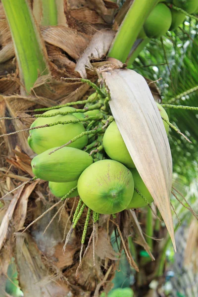 Kokosnoot boom — Stockfoto