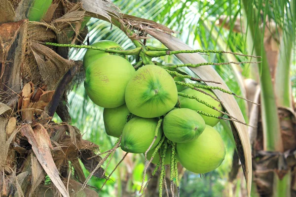 ココナッツ ツリー — ストック写真