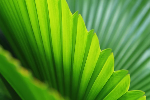 Yaprakları palmiye ağaçları — Stok fotoğraf