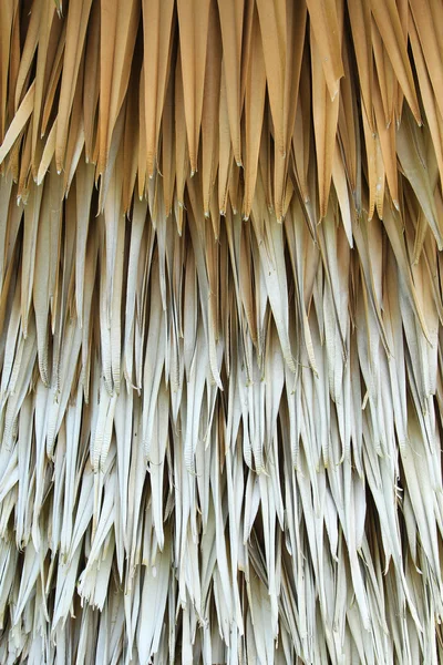 Fondo de palma seca — Foto de Stock