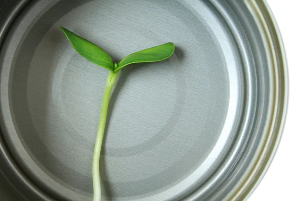 Orgânico verde jovem girassol brotar em latas — Fotografia de Stock