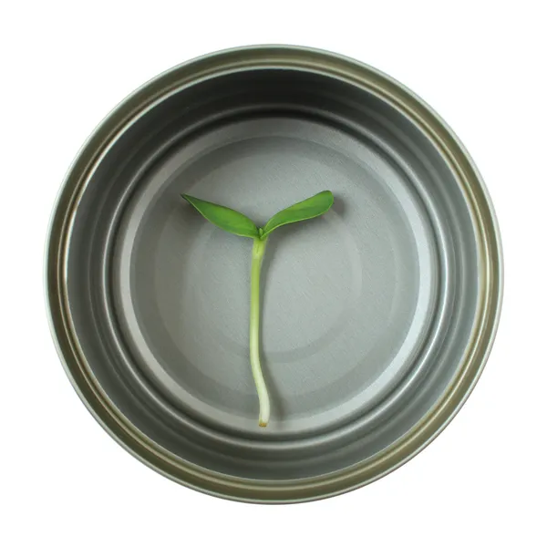 Organic green young sunflower sprout in cans — Stock Photo, Image