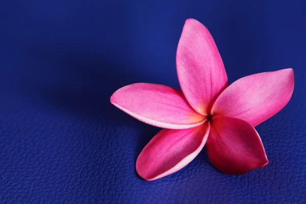 Frangipani sobre fondo azul — Foto de Stock