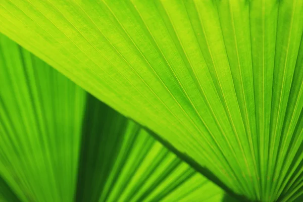 Texture de la feuille de palmier vert — Photo