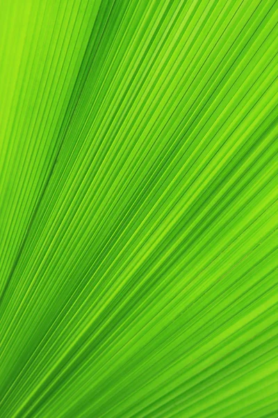 緑のヤシの葉のテクスチャ — ストック写真
